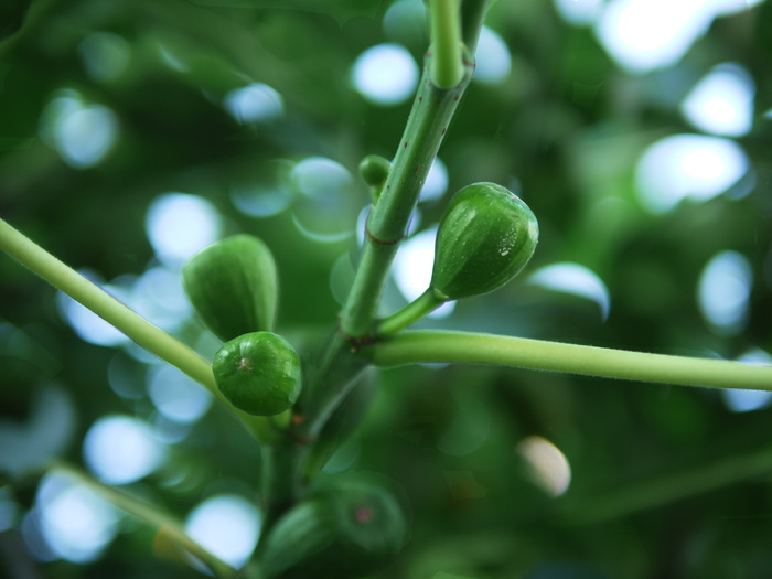 无花果树，无花果，未成熟，真正的懦夫，巴登württemberg，水果，水果，绿色