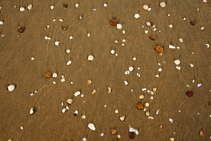 海滩、贝壳、陆地、沙滩、全画幅、大型对象组、高角度视图、背景