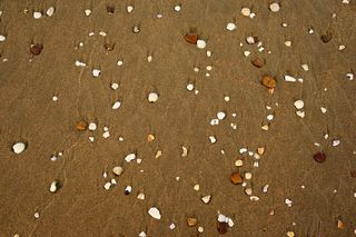 海滩、贝壳、陆地、沙滩、全画幅、大型对象组、高角度视图、背景