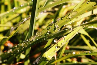 草，自然，草地，植物，景观，草，水，雨