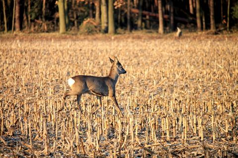 狍，休闲鹿，野生，田野，动物，动物主题，野生动物，一种动物