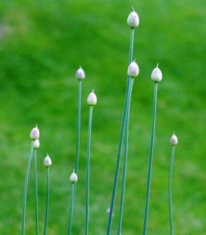 洋葱，韭菜，蔬菜，葱，葱，烹饪草药，植物，草