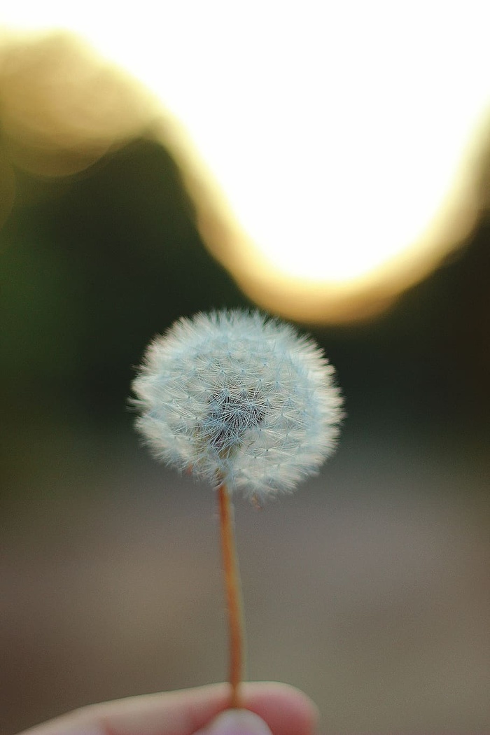 人，拿着，白色，蒲公英花，蒲公英，花，自然，花朵