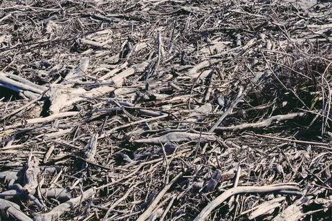 棕色泥土、干燥、草、树枝、树叶、木材、树枝、树枝