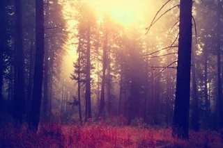 树，森林，土地，植物，自然之美，树干，树干，林地