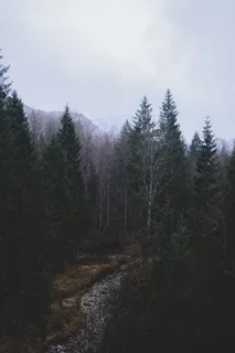 树木,植物,冷杉,冷杉,法国,松树,针叶树,艺术 树木,植物,冷杉,冷杉,法国,松树,针叶树,艺术