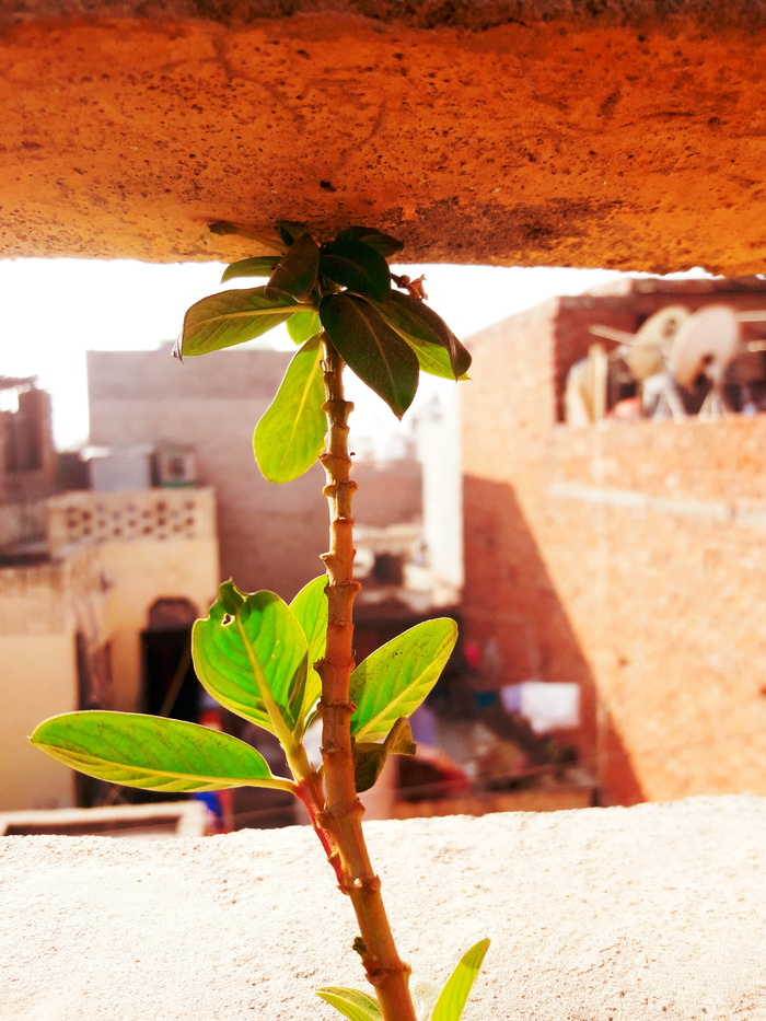随机，照片辅助，激情，叶子，植物部分，自然，植物，建筑