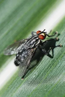 苍蝇、巨眼、复眼、昆虫、植物、无脊椎动物、动物主题、动物野生动物 苍蝇、巨眼、复眼、昆虫、植物、无脊椎动物、动物主题、动物野生动物