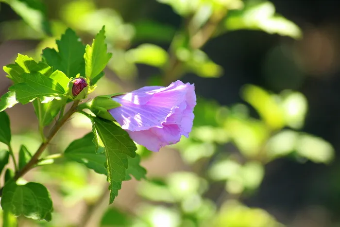 芙蓉花, 花, 紫罗兰色, 花瓣, 粉红色, 植物, 夏季, 提升