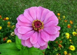 百日草，花，植物，植物，花园，百日草，花，开花，自然