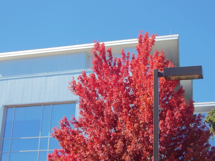 美国，flagstaff，北亚利桑纳大学，学院校园，red，nau，trees，报春花