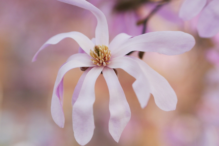 特写, 摄影, 白色, 玉兰花, 花瓣, 花, 盛开, 模糊