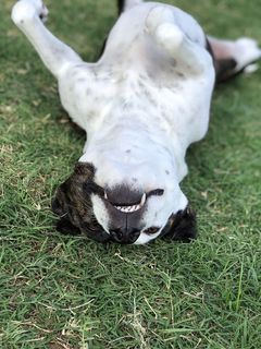 美国育空地区，第36街西南10720-10724号，草坪，狗，傻瓜，倒置，草地