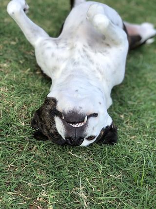 美国育空地区，第36街西南10720-10724号，草坪，狗，傻瓜，倒置，草地