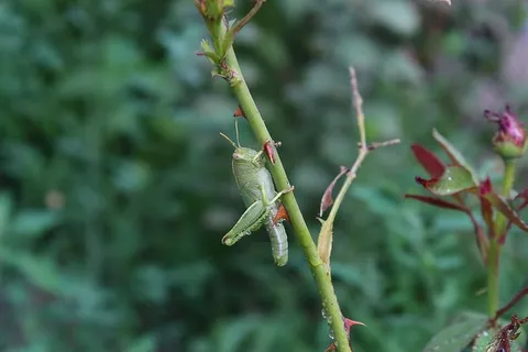 蚱蜢，昆虫，无脊椎动物，活体，植物，生长，绿色，特写