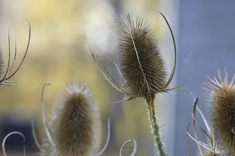 植物,多年生植物,蓝铃菊,巴纳提棘,överblommad,蓝色,生长,自然之美 植物,多年生植物,蓝铃菊,巴纳提棘,överblommad,蓝色,生长,自然之美