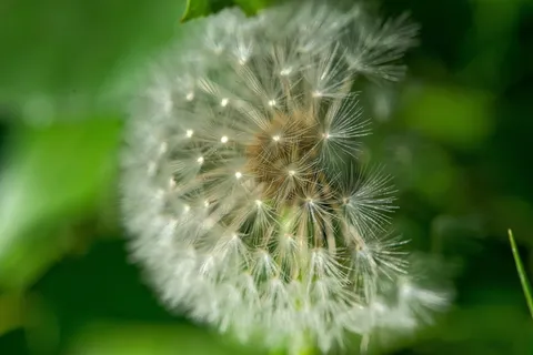 白色蒲公英花 白色蒲公英花