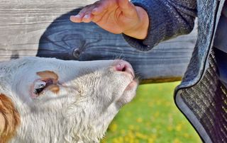 小牛、牛肉、奶牛、可爱、农业、反刍动物、幼畜、农场