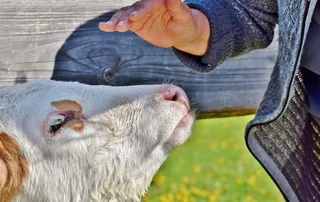 小牛、牛肉、奶牛、可爱、农业、反刍动物、幼畜、农场