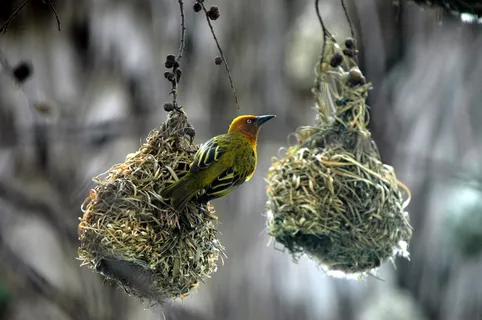 选择性、聚焦、绿色、鸟类、观看、筑巢、吞咽、有羽毛