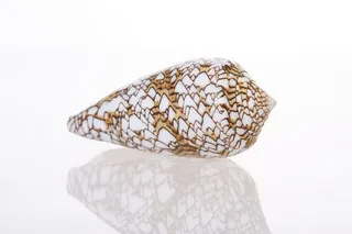 背景，骨头，特写，特写，海岸线，海岸线，贝壳，海螺