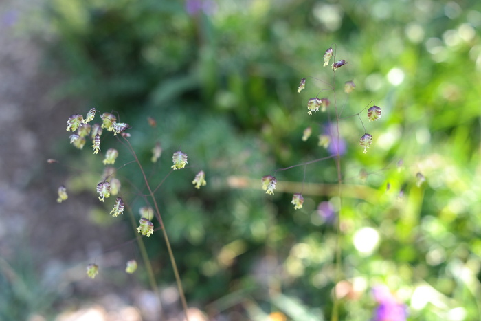 震颤草、蔷薇科、普通草、甘草、禾本科、麦哲草甸、牧场