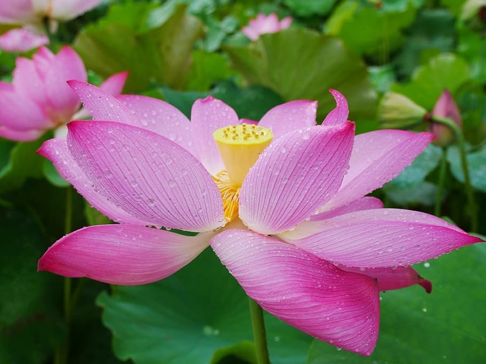 植物，莲花，雨，湖北，武汉，开花植物，花，花瓣