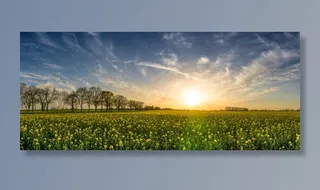 摄影，草原，日落，油菜，油菜田，风景，全景，树木