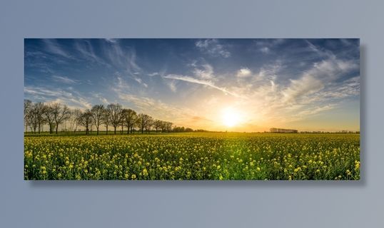 摄影,草原,日落,油菜,油菜田,风景,全景,树木 摄影,草原,日落,油菜,油菜田,风景,全景,树木