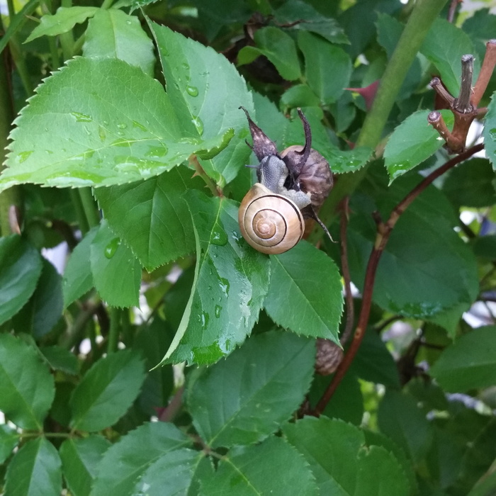 蛞蝓、黑醋栗蜗牛、金丝雀、螺旋、黄金比例、玫瑰花瓣、叶子、植物部分