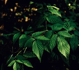 波兰，波罗宁，叶子，森林，绿色，叶子，植物部分，绿色