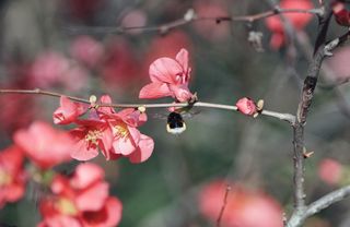 蜜蜂, 昆虫, 动物, 蜜蜂科, 无脊椎动物, 厂, 花, 开花