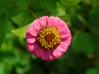 百日草，开花，开花，五颜六色，花，粉色，红色，黄色