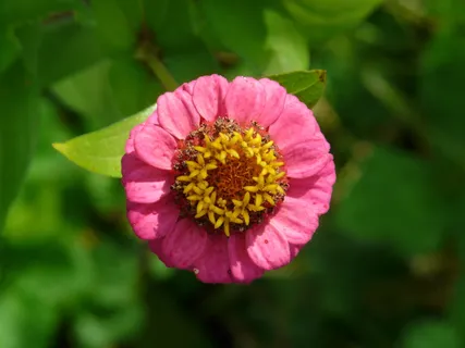 百日草,开花,开花,五颜六色,花,粉色,红色,黄色 百日草,开花,开花,五颜六色,花,粉色,红色,黄色
