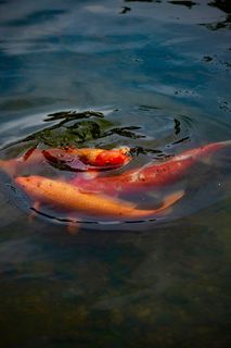 鱼、鲤鱼、锦鲤、动物、水、鸟、水生、自然