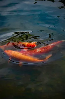 鱼、鲤鱼、锦鲤、动物、水、鸟、水生、自然