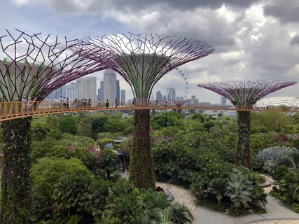 在多云的天空下有绿叶植物的花园 在多云的天空下有绿叶植物的花园