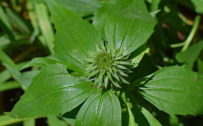 紫锥菊芽，紫锥菊，圆锥花，药用，花园，夏天，花朵，芽