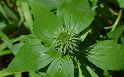 紫锥菊芽,紫锥菊,圆锥花,药用,花园,夏天,花朵,芽 紫锥菊芽,紫锥菊,圆锥花,药用,花园,夏天,花朵,芽