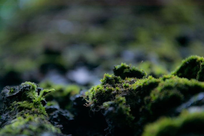 自然、树木、苔藓、春天、植物、绿色、选择性聚焦、生长