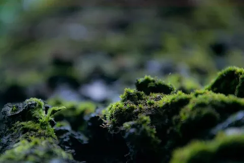 自然、树木、苔藓、春天、植物、绿色、选择性聚焦、生长 自然、树木、苔藓、春天、植物、绿色、选择性聚焦、生长