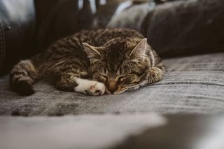 灰色软垫椅子上的黑白棕色斑猫