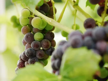 美国，山敦，葡萄，葡萄园，品酒，佐尔维诺，水果，健康饮食