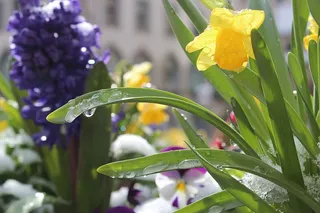 花，自然，植物，叶，开花植物，脆弱性，新鲜度，脆弱性