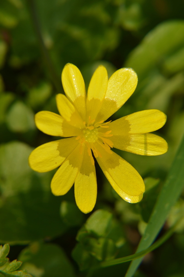 celandine，花卉，多年生植物，春天，植物，花园，花瓣，实现