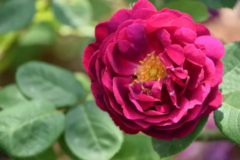 粉色,花,植物,粉色玫瑰,蔷薇,花瓣,植物学,花园 粉色,花,植物,粉色玫瑰,蔷薇,花瓣,植物学,花园