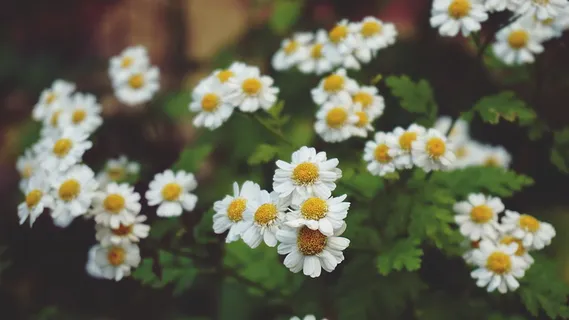 花,雏菊,植物,花园,花卉,自然,雏菊,花 花,雏菊,植物,花园,花卉,自然,雏菊,花