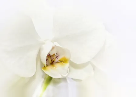 特写照片,白色,飞蛾兰,蝴蝶兰,兰花,嫩,开花,开花 特写照片,白色,飞蛾兰,蝴蝶兰,兰花,嫩,开花,开花