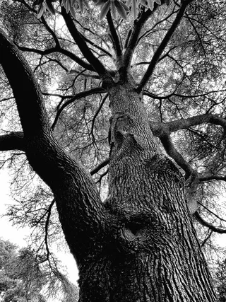 黑白、自然、树枝、植物、树皮、户外、透视、树木