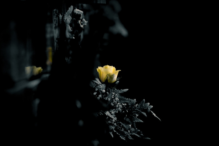 浅、聚焦摄影、黄色、花朵、墓地、坟墓、墓地、哀悼